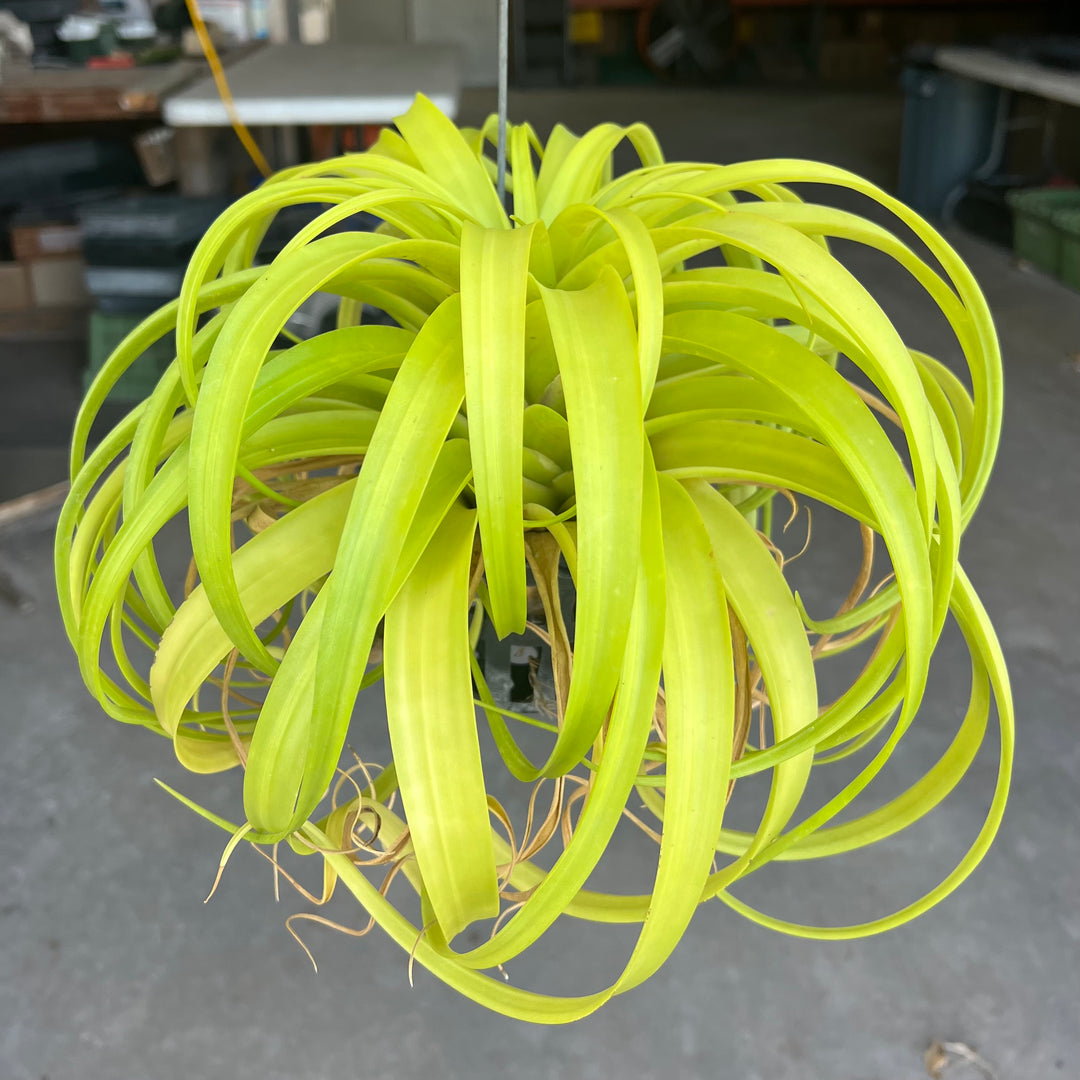 Tillandsia 'Marvelous Masterpiece' – Tropiflora