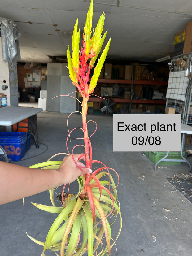 Tillandsia x rothii