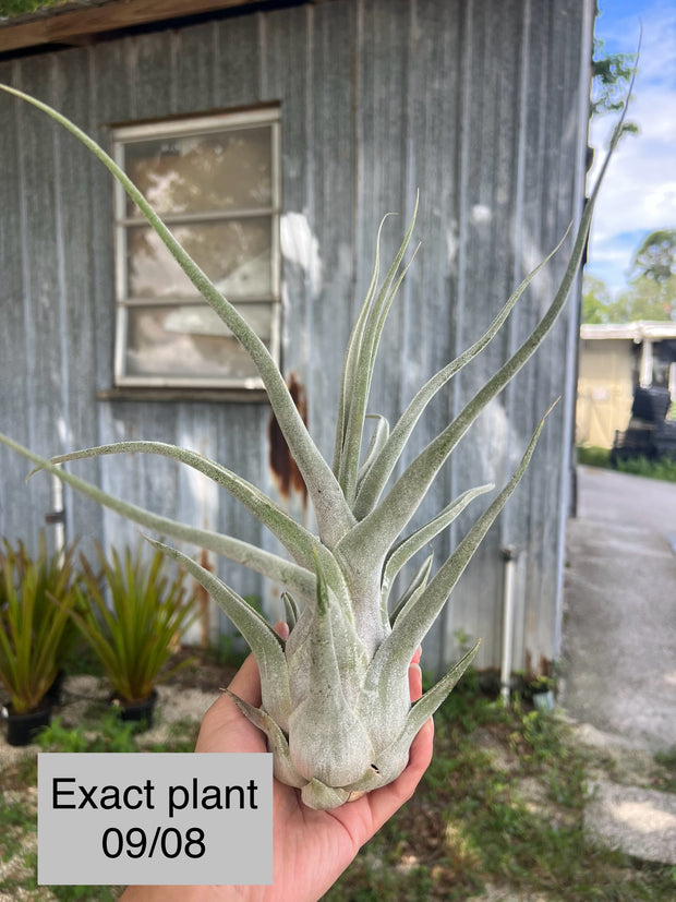 Tillandsia 'Big Daddy'