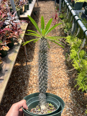 Pachypodium lamerei
