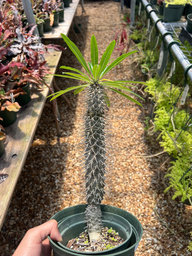 Pachypodium lamerei