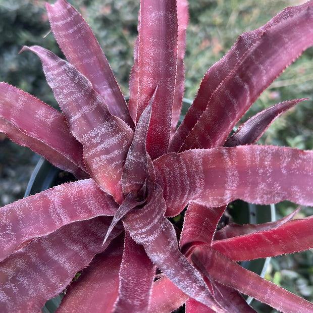 Cryptanthus 'Calandra'