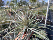 Tillandsia 'Kybong'