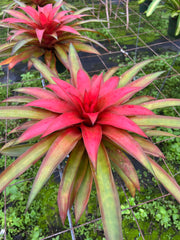 x Anagelia 'Crown Jewel'