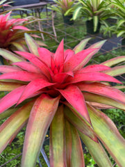 x Anagelia 'Crown Jewel'