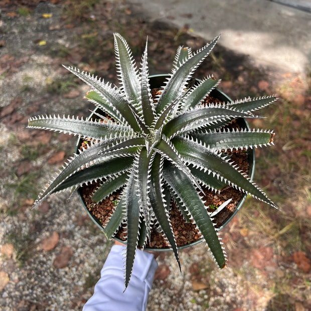 Dyckia 'Tarzana'