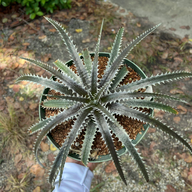 Dyckia 'Cole'