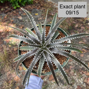 Dyckia 'Cole'