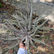 Dyckia pectinata x 'Bangkok Star'
