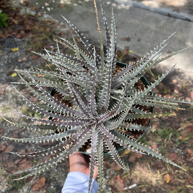 Dyckia pectinata x 'Bangkok Star'