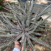 Dyckia pectinata x 'Bangkok Star'