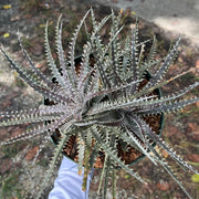 Dyckia pectinata x 'Bangkok Star'