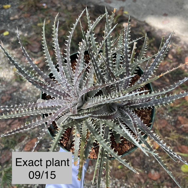 Dyckia pectinata x 'Bangkok Star'