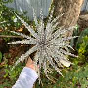 Dyckia 'Bone' x 'Tarzan'