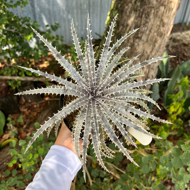 Dyckia 'Bone' x 'Tarzan'