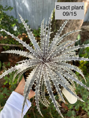 Dyckia 'Bone' x 'Tarzan'