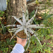 Dyckia 'Brittle Star' f2