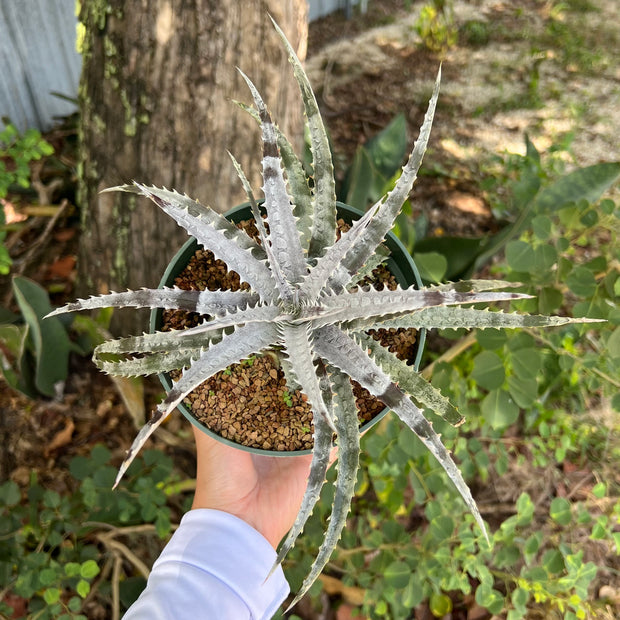 Dyckia 'Brittle Star' f2