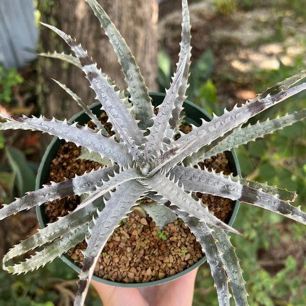 Dyckia 'Brittle Star' f2