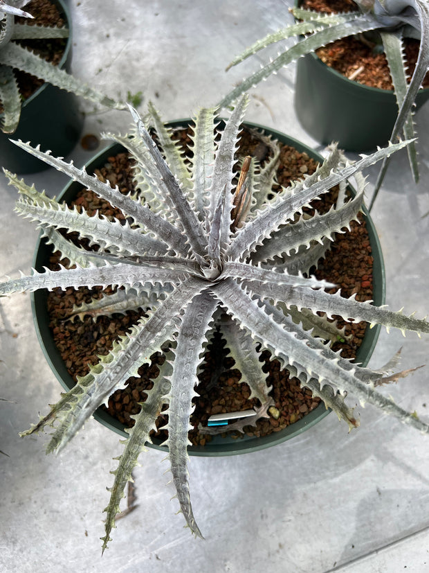 Dyckia 'Bone x goehringii