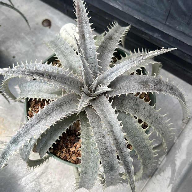 Dyckia 'Bone' x marnier-lapostolle 'Giant Blue'