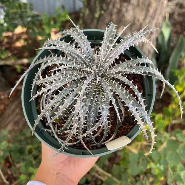 Dyckia 'Bangkok Star' x fosteriana