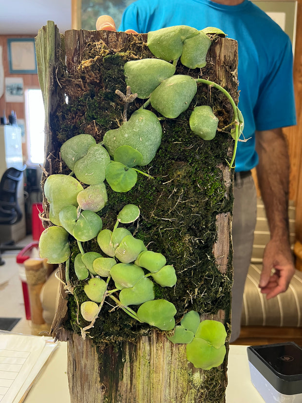 Dischidia platyphylla