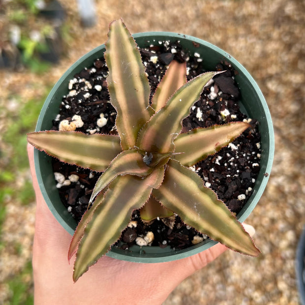 Cryptanthus bivittatus