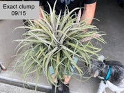 Tillandsia chiapensis