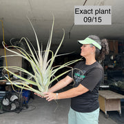 Tillandsia guenthernolleri