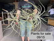 Tillandsia latifolia 'Canta'
