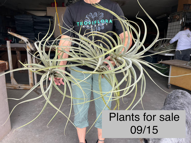 Tillandsia latifolia 'Canta'