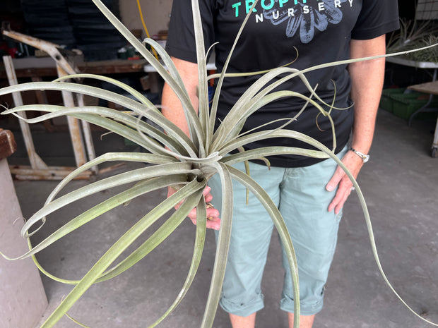 Tillandsia latifolia 'Canta'