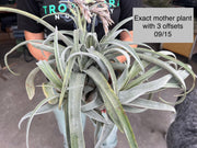 Tillandsia 'Bea Correale'