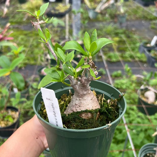 Hydnophytum moseleyanum SEL 1984-0154