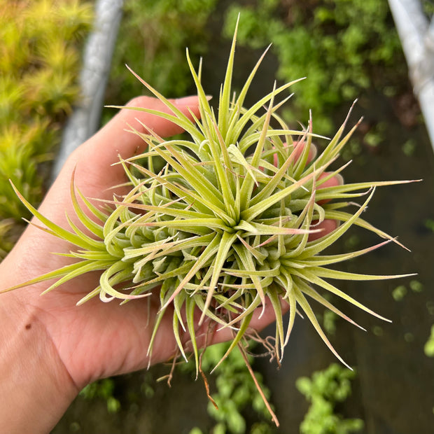 Tillandsia ionantha maxima 'Huamelula'