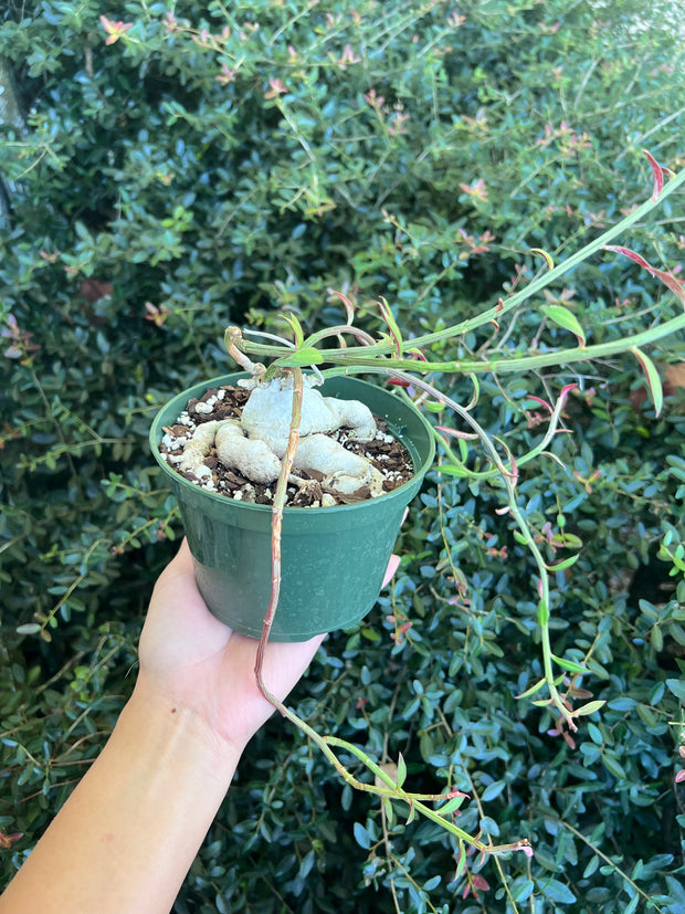 Monadenium rubellum