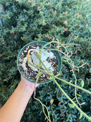 Monadenium rubellum