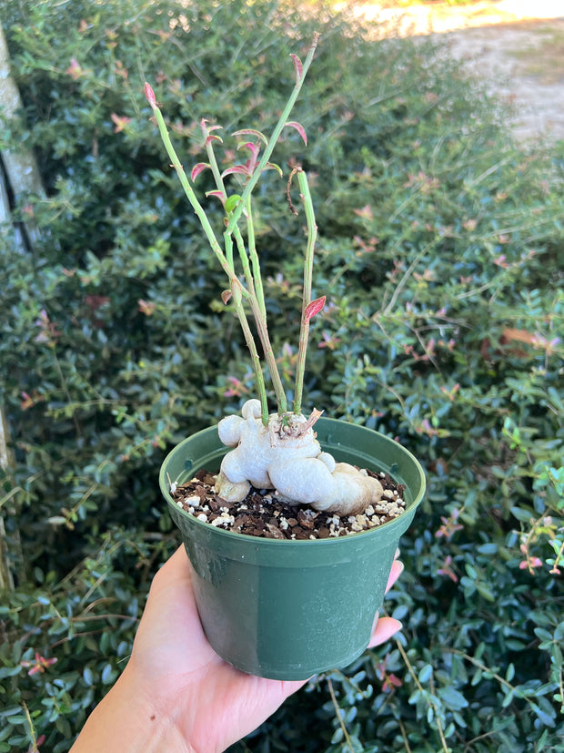 Monadenium rubellum
