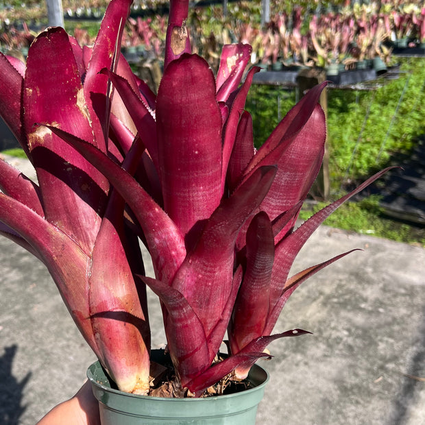 Billbergia hybrid Beadle #1503