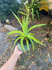 Dyckia species Bahia, Brazil