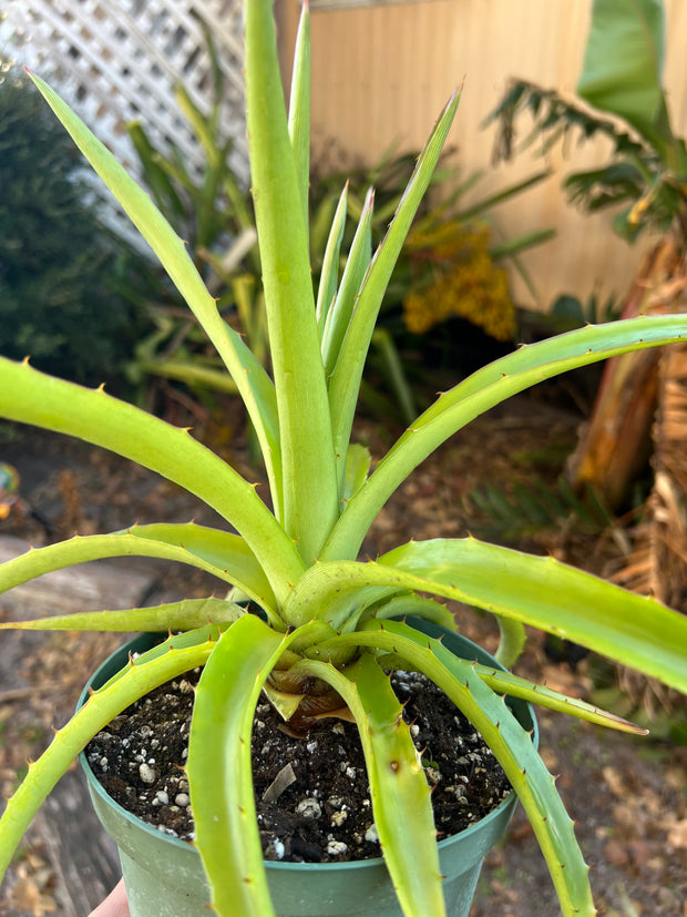 Dyckia species Bahia, Brazil