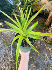 Dyckia species Bahia, Brazil