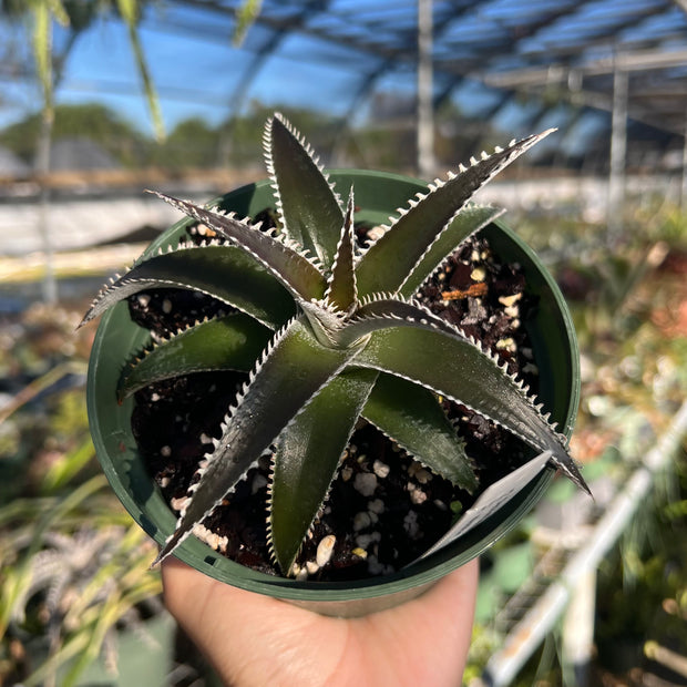 Dyckia 'Natalie'