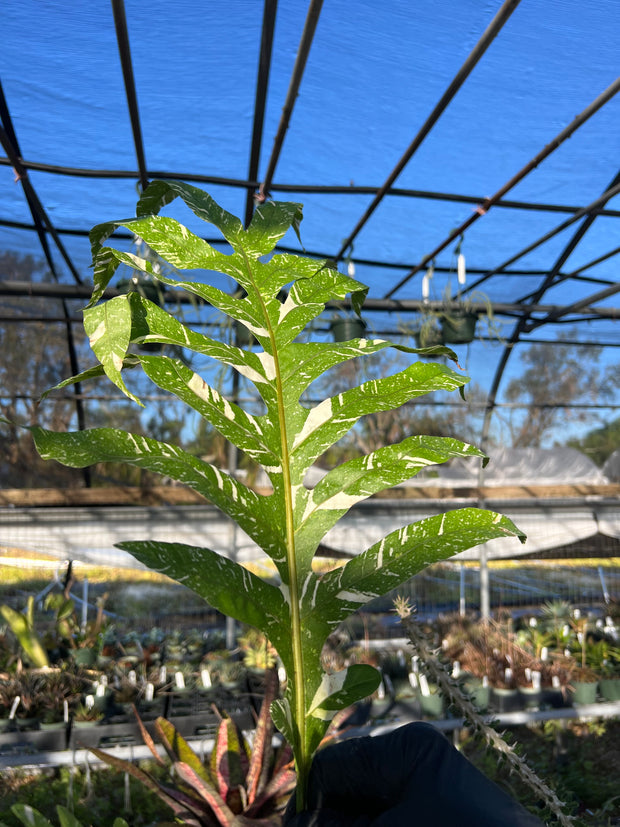 Drynaria quercifolia variegated