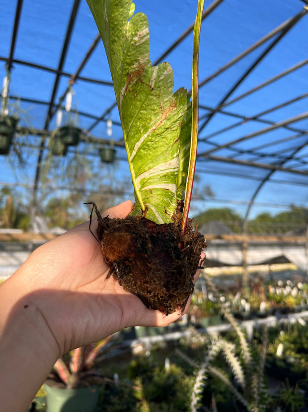 Drynaria quercifolia variegated