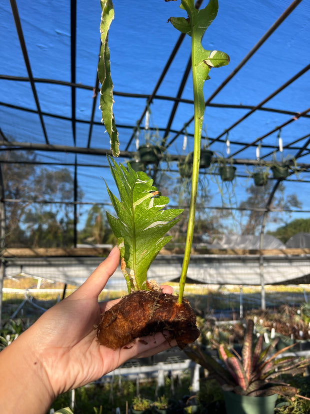 Drynaria quercifolia variegated