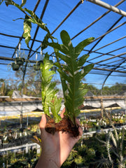 Drynaria quercifolia variegated