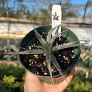 Dyckia 'Eyelash'