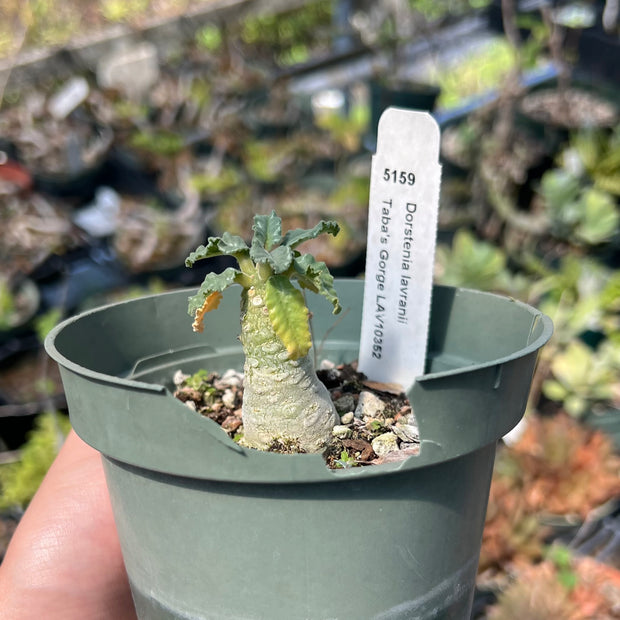 Dorstenia lavranii Taba's Gorge LAV10352